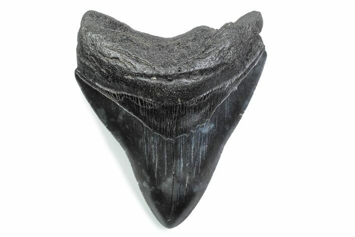 Serrated, Fossil Megalodon Tooth - South Carolina #370484